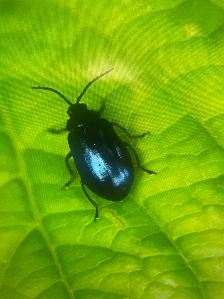 Alder leaf beetle (Agelastica alni)